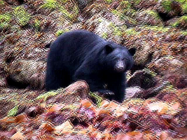 bear1.jpg (158154 bytes)