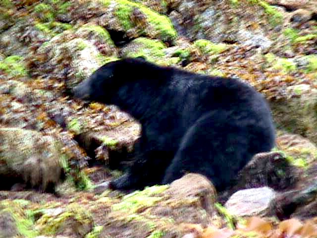 bear2.jpg (92863 bytes)